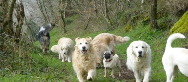 Transport Pension pour Chien Paris