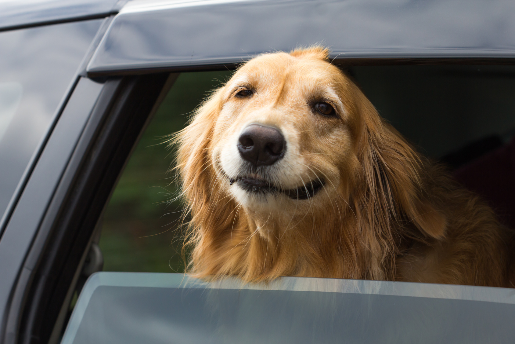 Taxi pour Chien Paris